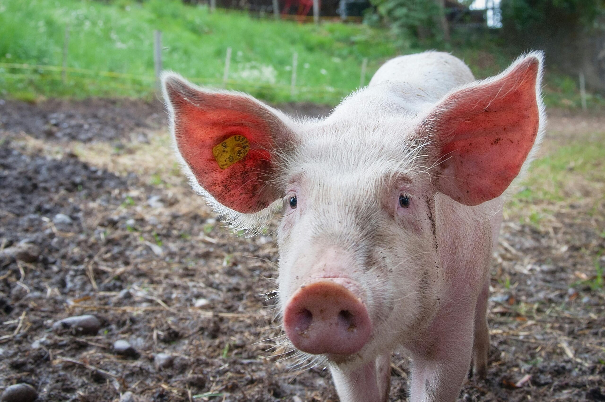 Pork