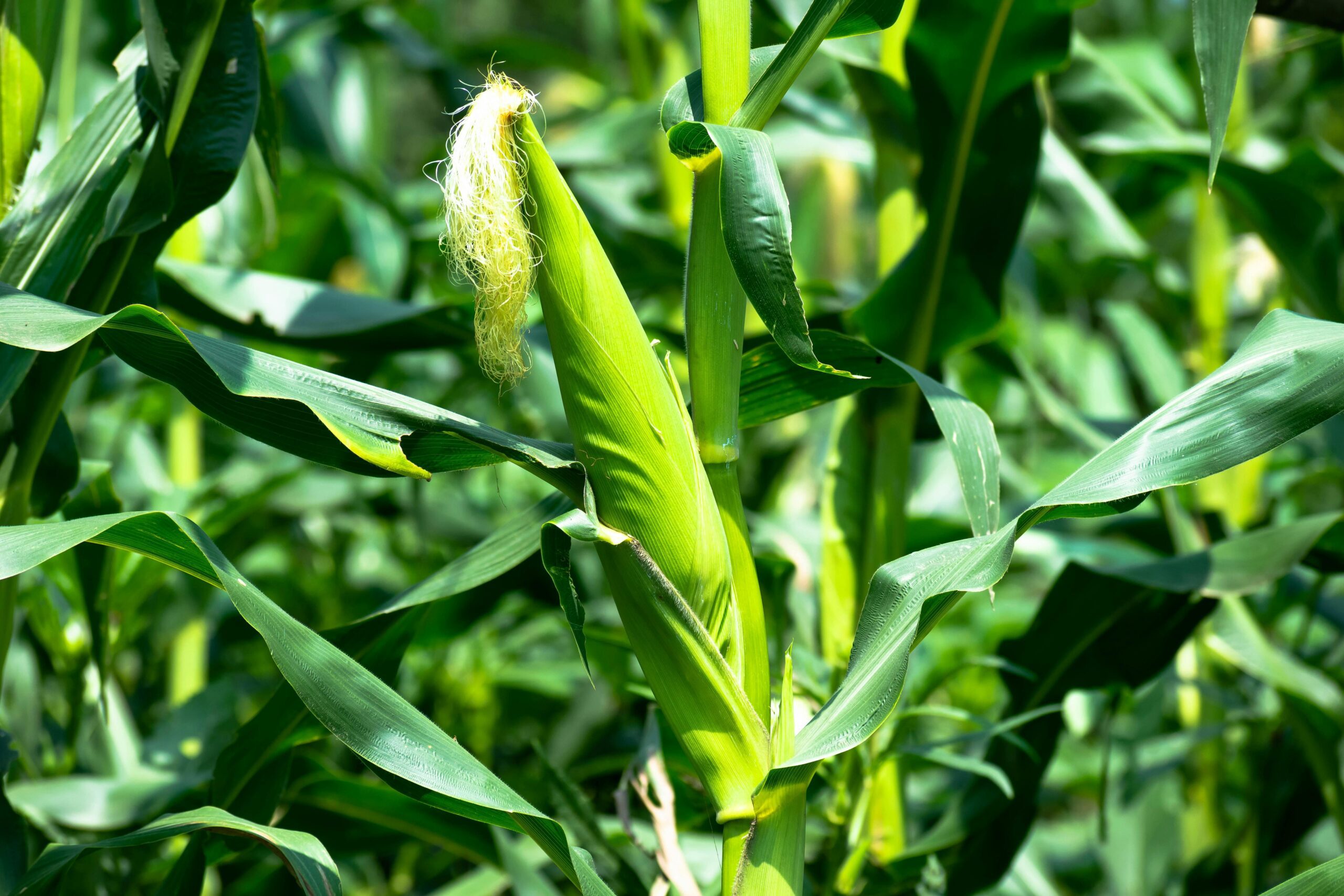 Maize 