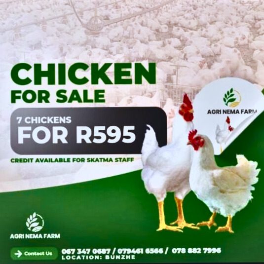 Chicken 