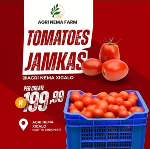 Bulk Tomatos